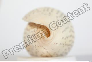 Seashell 0033